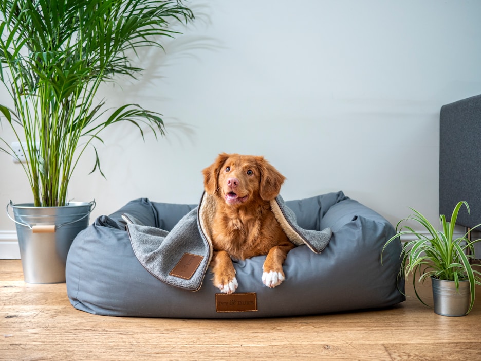 A pet resting safely at home