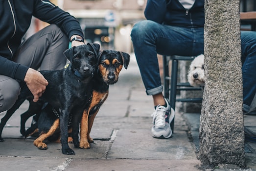 Furrenz urban pet care routine