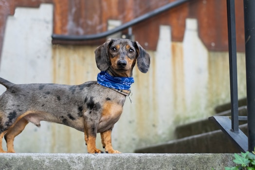 In-home dog care and walking