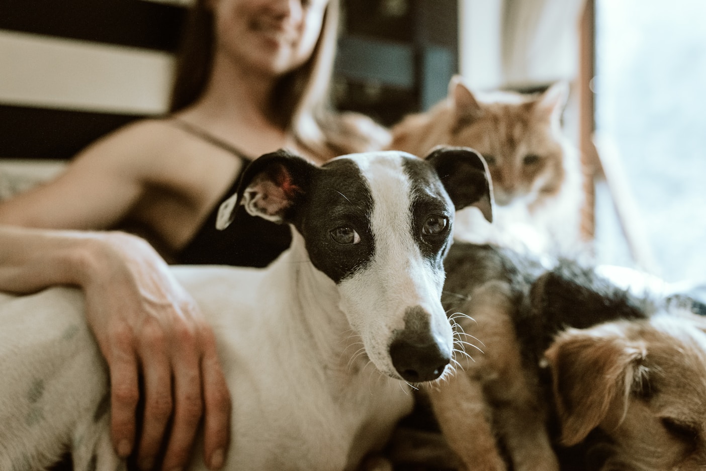 Pets and their family feeling safe at home