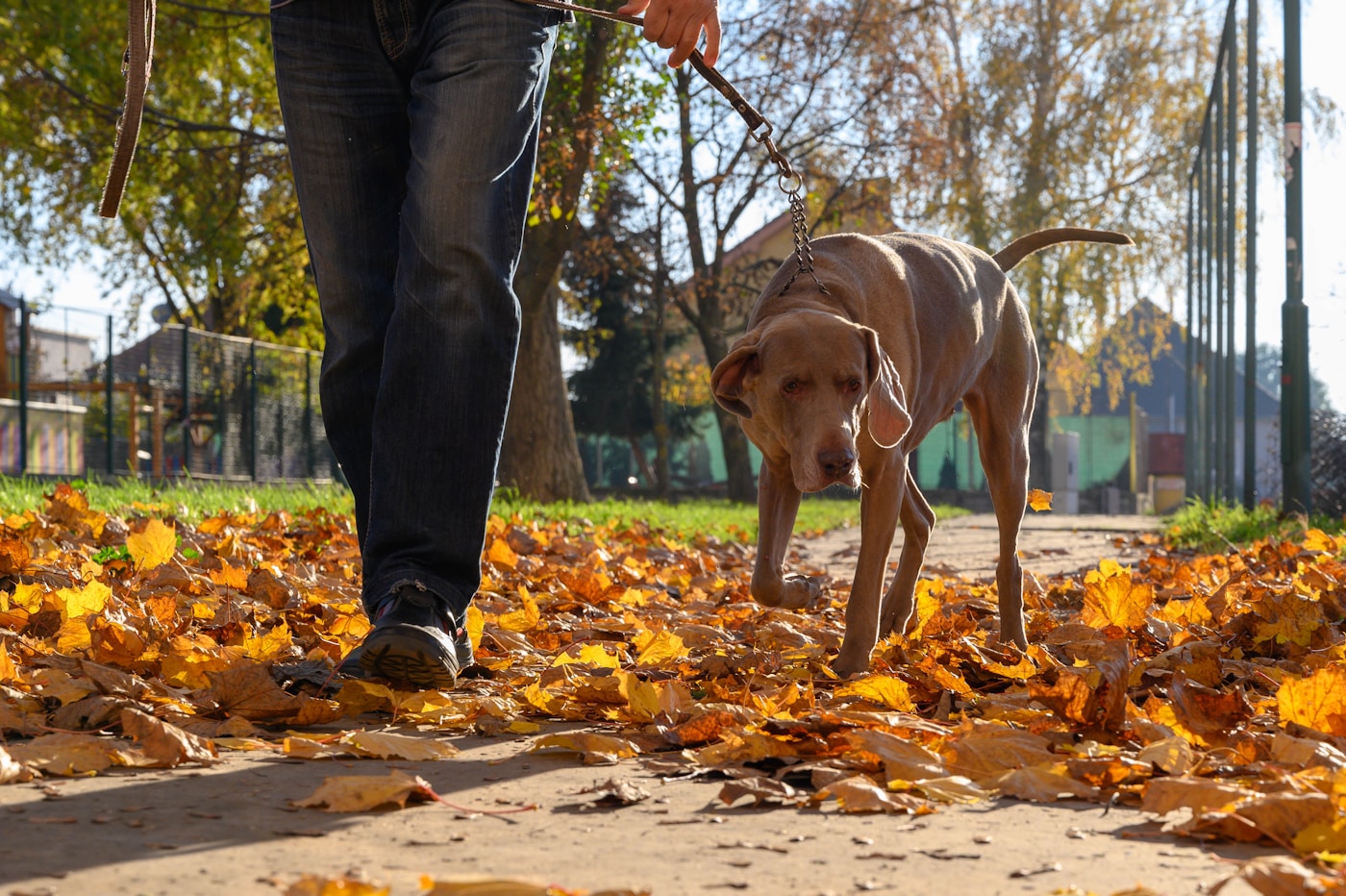 Professional pet care team walking a dog