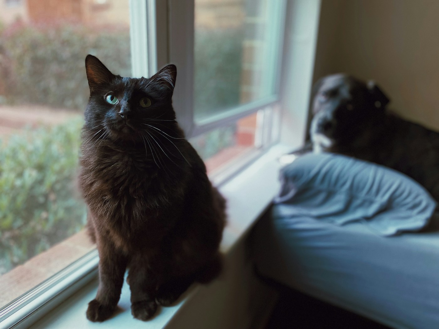 Pet family and in-home pet care